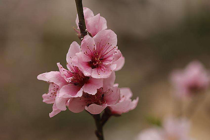 属龙人属龙人2022年如何提升桃花运桃花位摆放