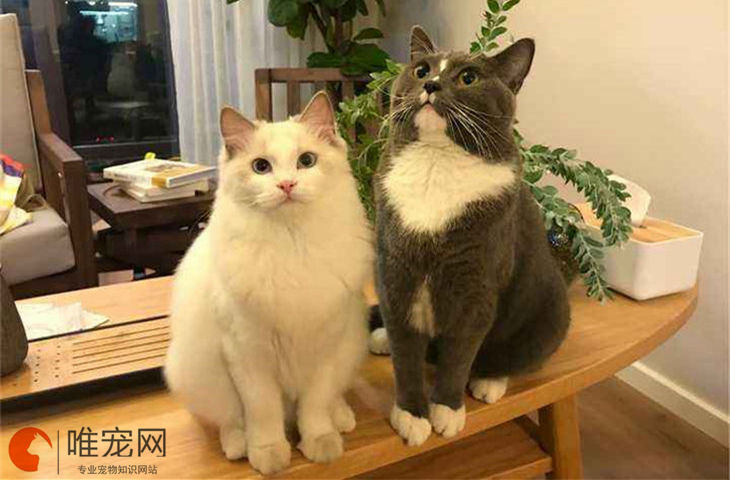 风水上养猫的一些知识点，和从风水的角度养猫好不好