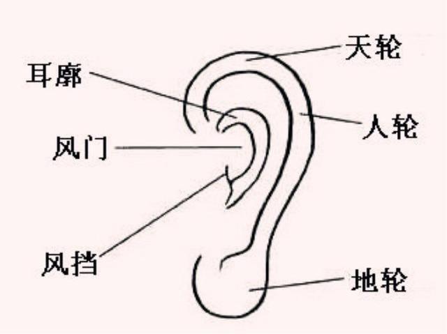 一双耳朵相理佳者，中年事业破败无疑