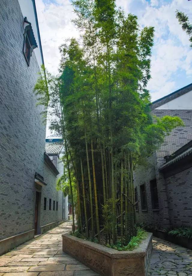 家里养什么花风水好房屋风水有好处的花草植物