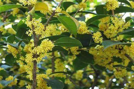 家里种桂花树风水好吗