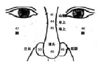 各类鼻子面相目录面相图解最有福气的7种鼻子