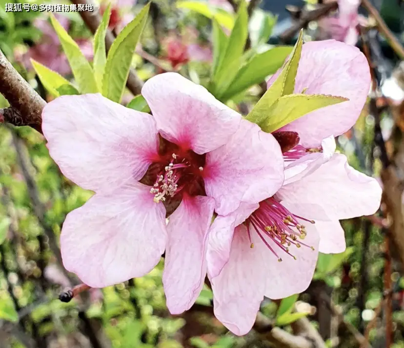 家居风水：银杏树的栽种禁忌与好处