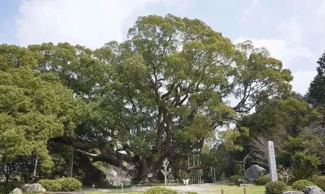 马云谈风水：阿里巴巴设七个分公司的风水考虑，植物风水真的有科学依据吗？