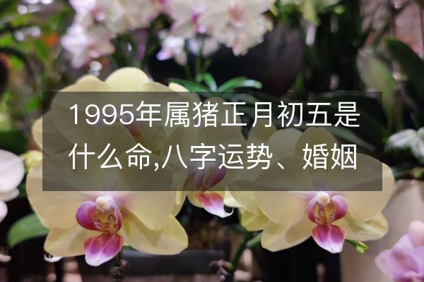 1995年属猪正月初五是什么命,八字运势、婚姻、事业详解